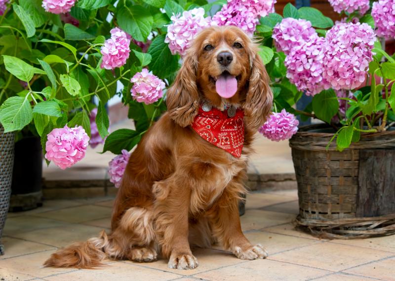 Pet cocker spaniel surrounded by flowers