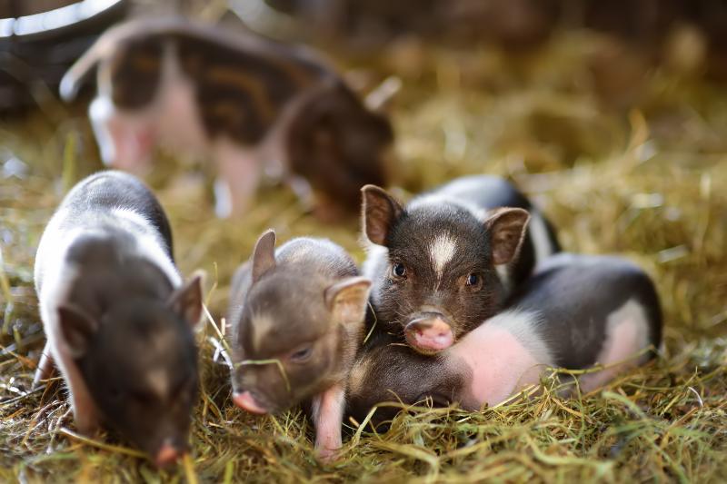 Teacup piglets in a pig sty