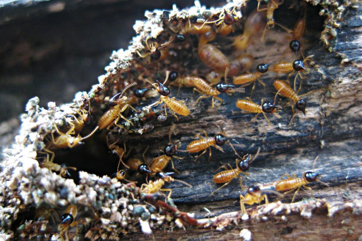 Macro image of a termite (Isoptera)