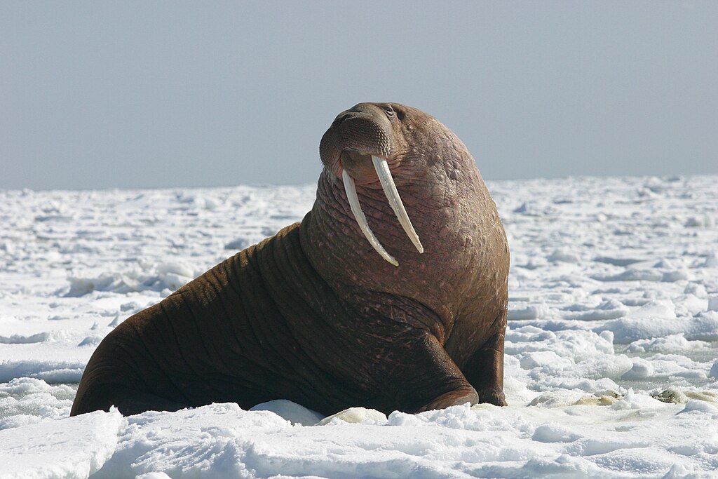 Walruses, with their impressive long tusks, employ them for various essential purposes. These elongated canine teeth serve as versatile tools, aiding in hauling their massive bodies onto ice floes, breaking breathing holes in the ice, and engaging in social communication and dominance displays within their tightly-knit groups. 