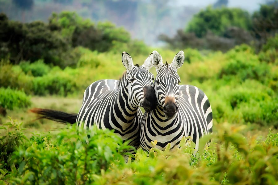 Animal Photos: Capturing Wildlife with a Click