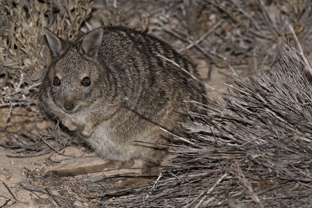 Banded Hare-Wallaby (Lagostrophus fasciatus) 1 Banded Hare-Wallaby