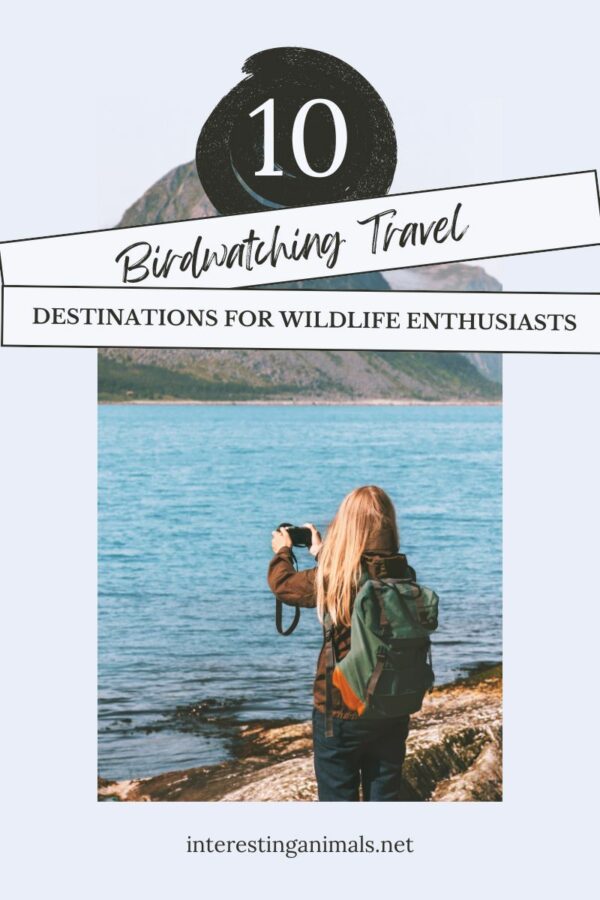 Top 10 Birdwatching Travel Destinations for Wildlife Enthusiasts 2