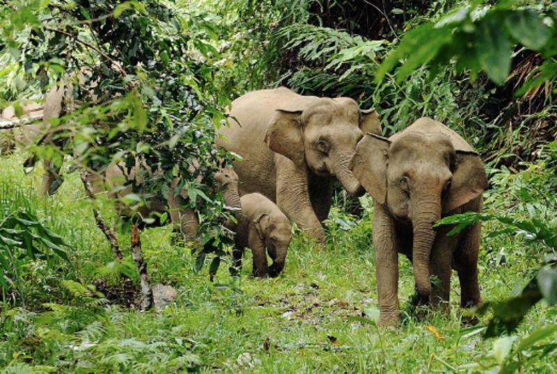 Top 10 Must-See Wildlife Sanctuaries Around the World 8
