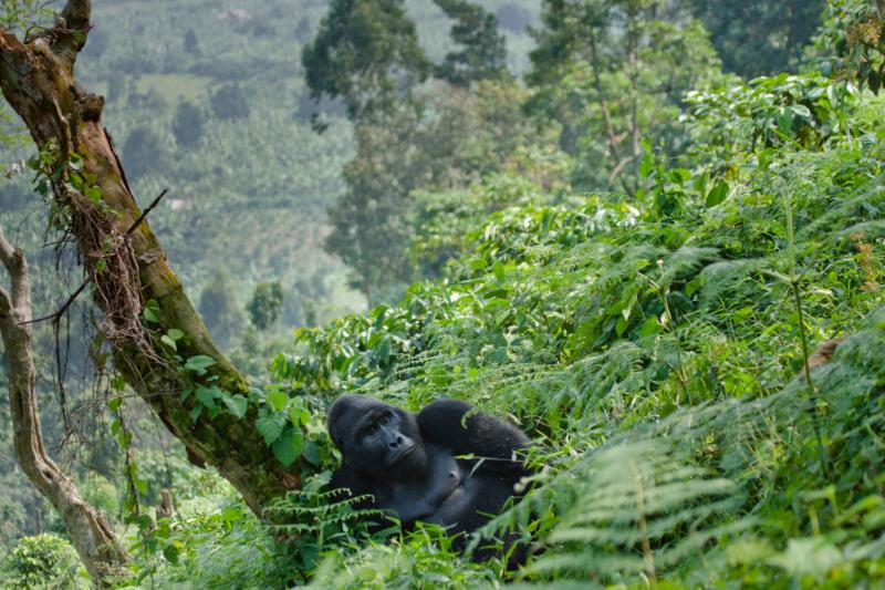 Top 10 Must-See Wildlife Sanctuaries Around the World 11