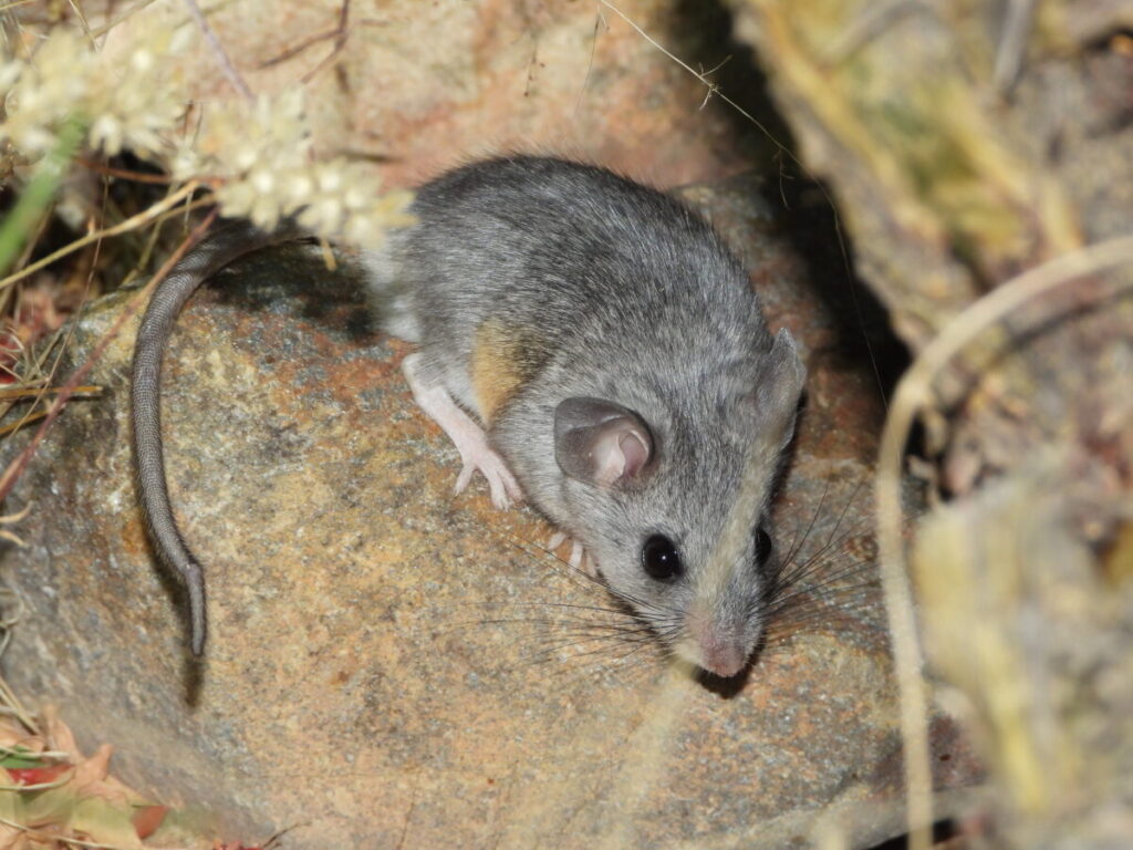 Desert Shrubland Archives - Interesting Animals