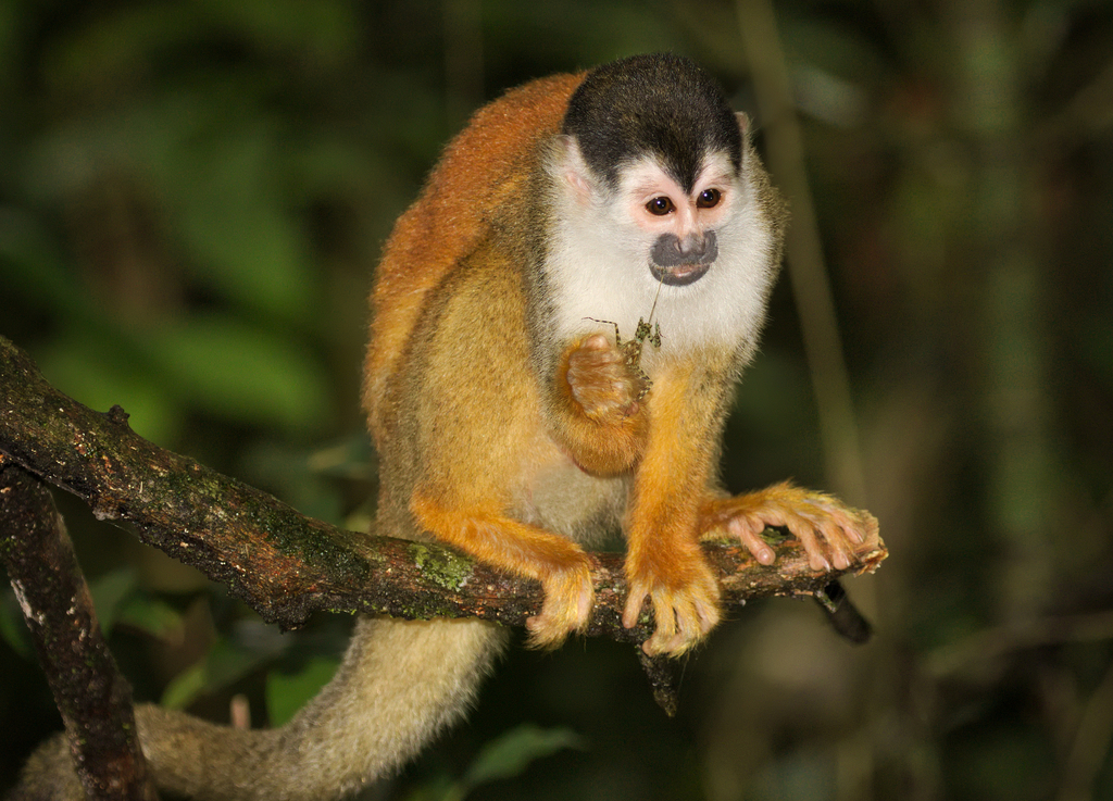 Central American Squirrel Monkey 10 Central American Squirrel Monkey