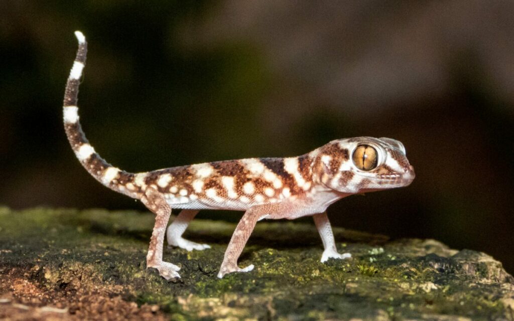 Close-up shot of a delcourt gecko on a mossy log