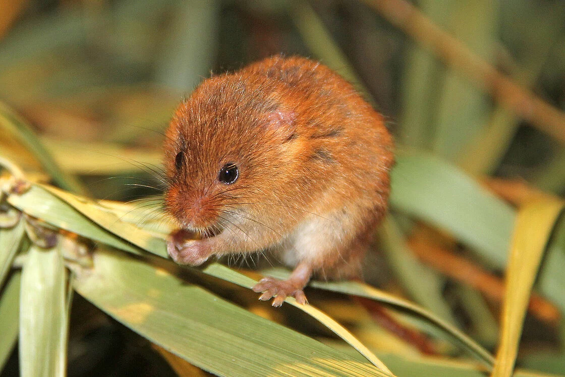 Eurasian Harvest Mouse 2 Eurasian Harvest Mouse
