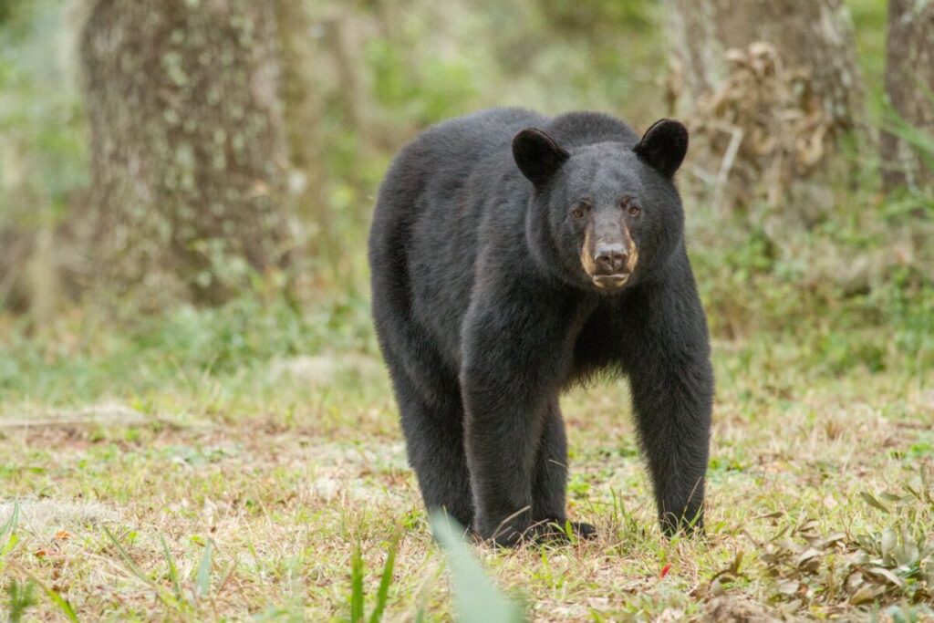 Florida black bear 2