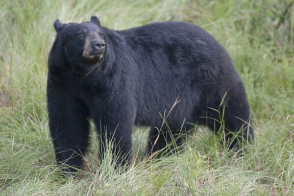 Florida black bear 3