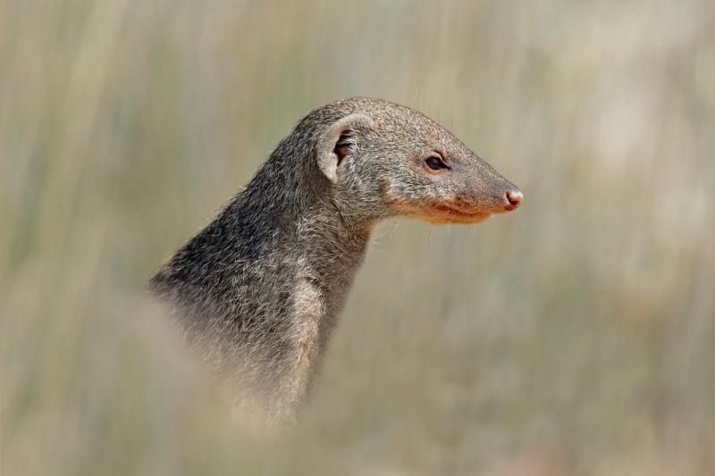 Grandidier's Mongoose (Galidictis grandidieri) 2 Grandidier's Mongoose upclose