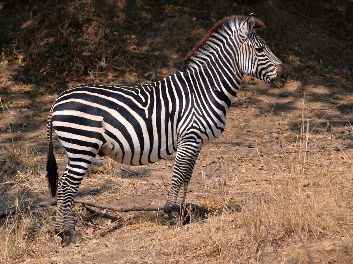 Grant's zebra Facts, Habitat, and Pictures | Interesting Animals