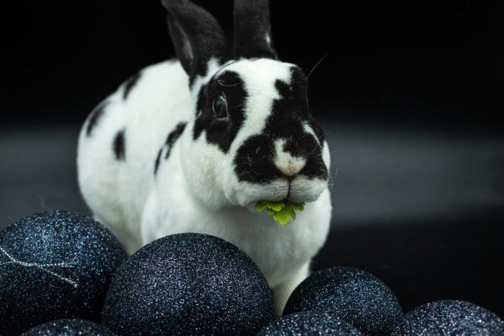 Harlequin rabbit chewing leaf