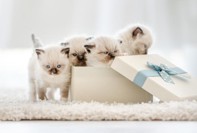 Himalayan ragdoll kittens in a box