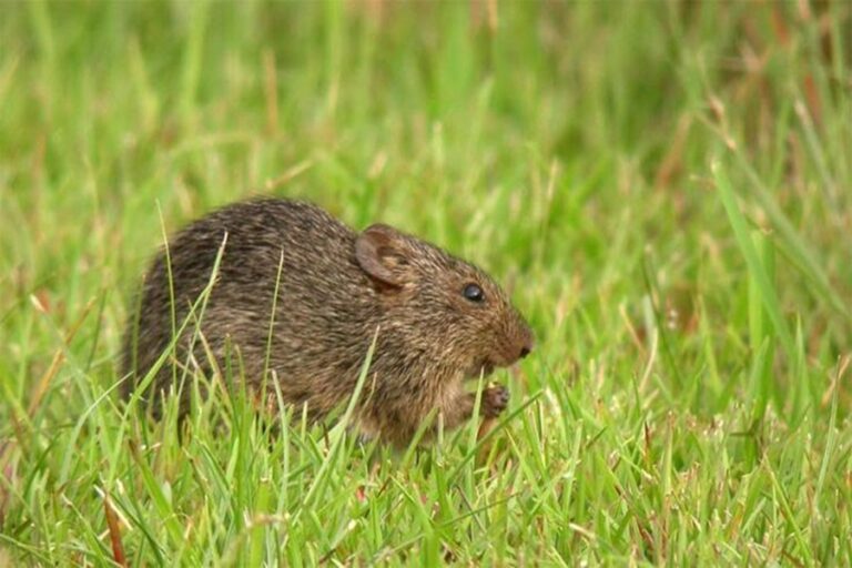 Hispid Cotton Rat (Sigmodon hispidus) - Interesting Animals