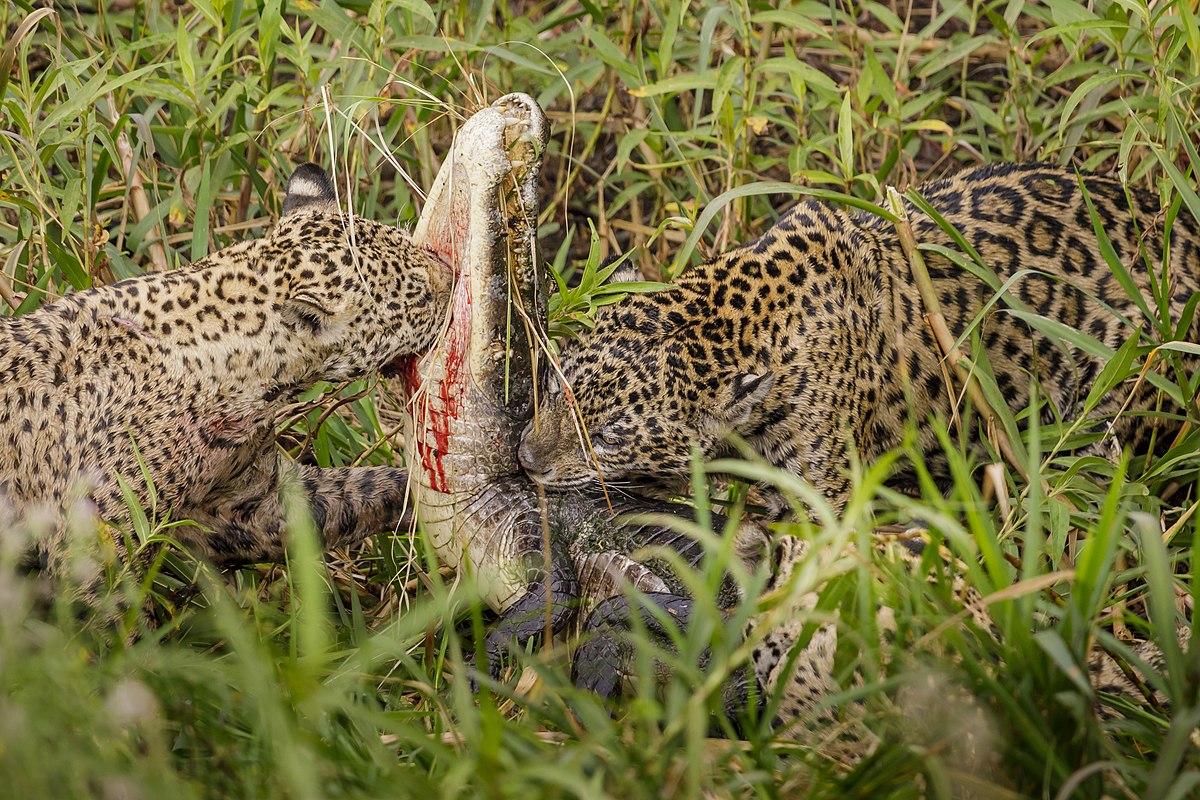Jaguars killing and feeding on a yacare caiman