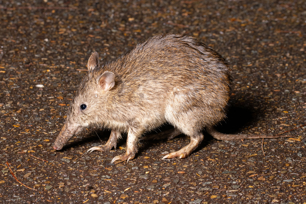 Long-Nosed Bandicoot 7 Long-Nosed Bandicoot