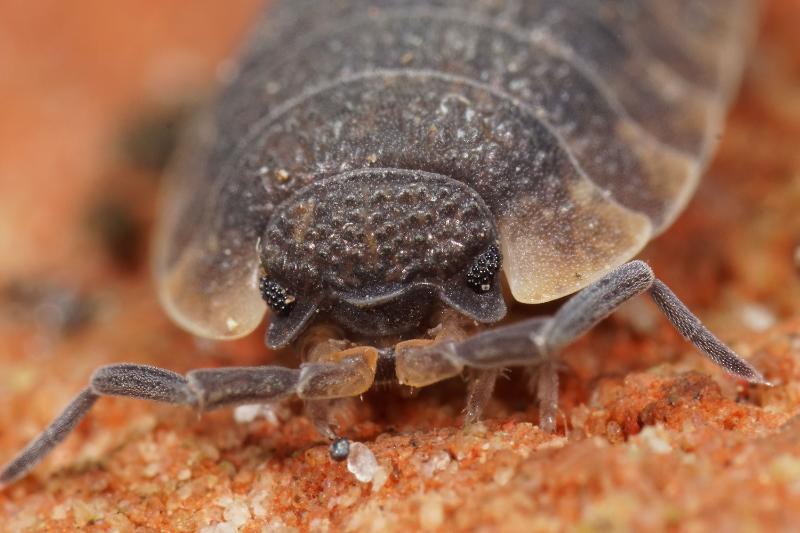 Macro closeup of bedbug