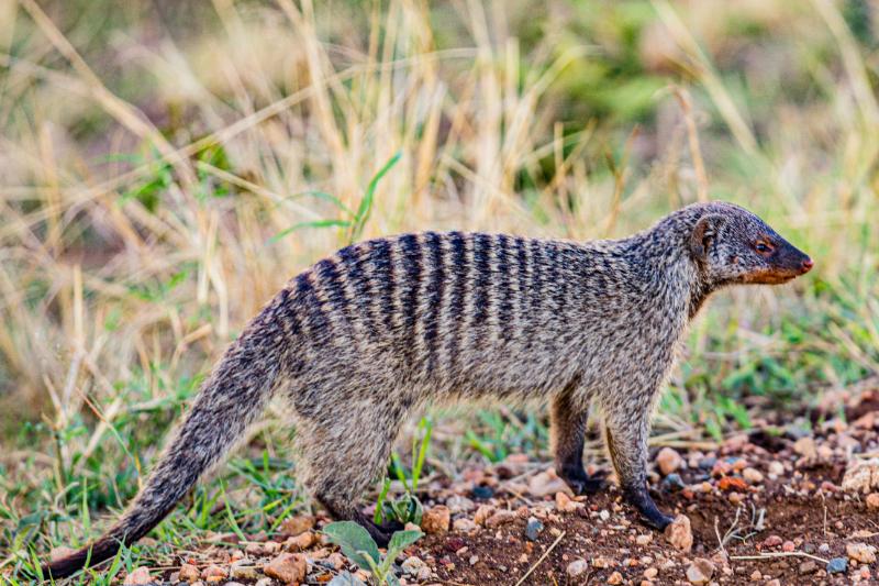 Grandidier's Mongoose (Galidictis grandidieri) 1 Mongoose foraging in the wild
