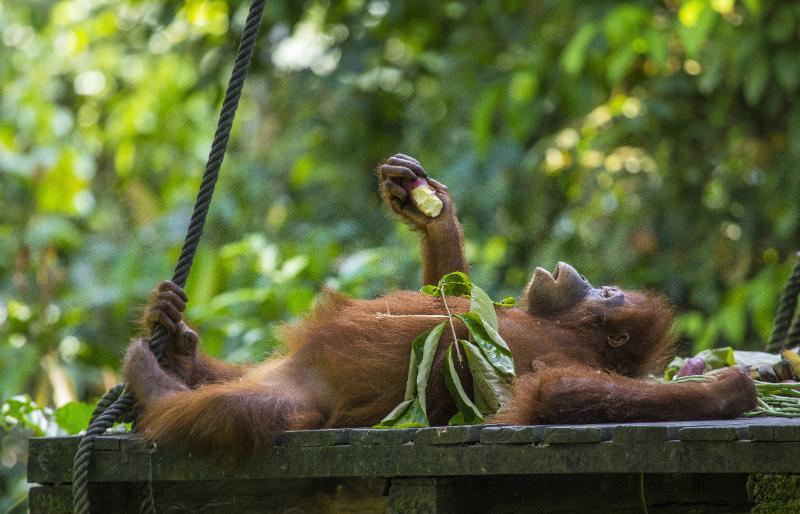 Orangutan eating apple lying down