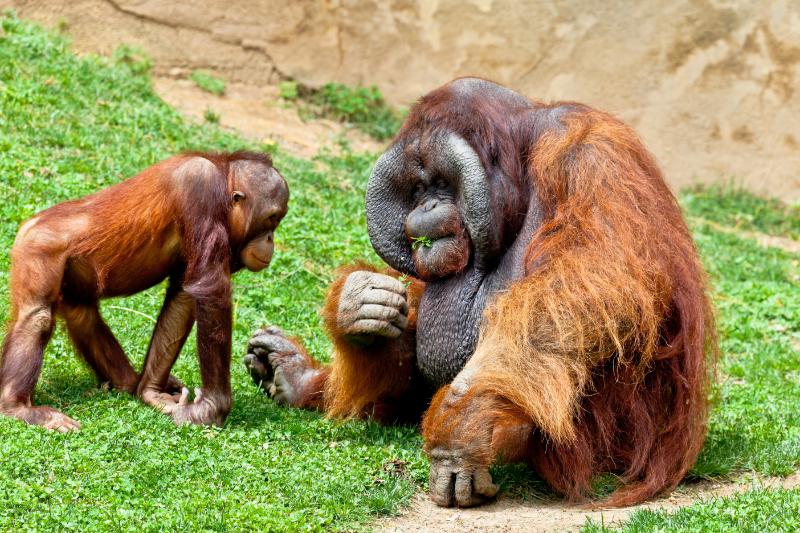 Mother and child orangutans of Borneo