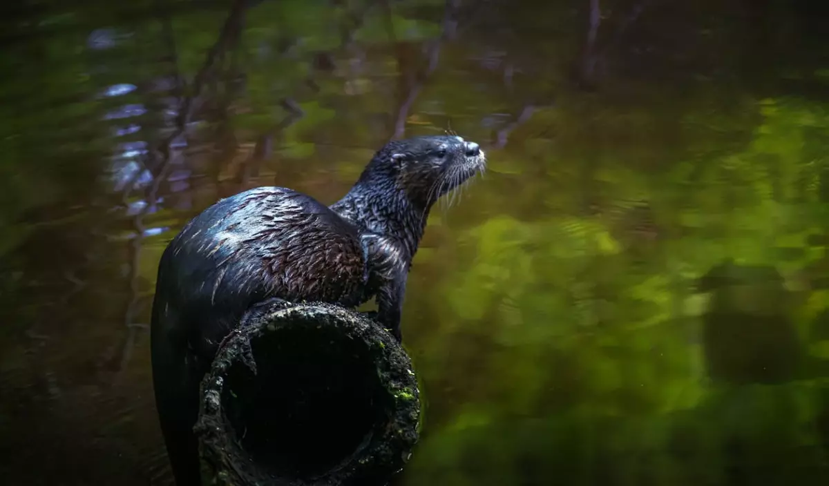 River otter with wet fur resting on shabby surface