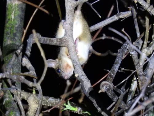 Petter's Big-Footed Mouse (Macrotarsomys petteri) on a tree