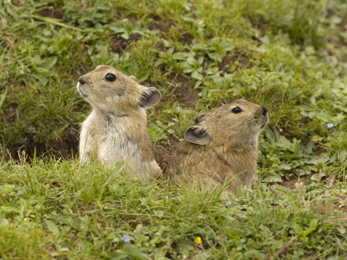 Plateau pika 3 Plateau pika