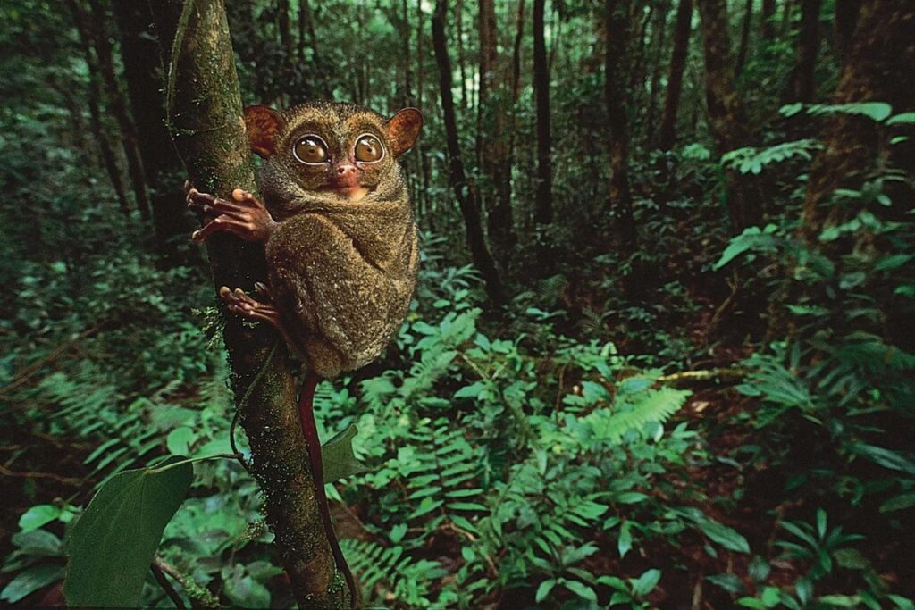 Pygmy Tarsier