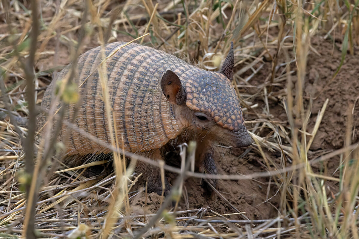 Screaming Hairy Armadillo 5 Screaming Hairy Armadillo