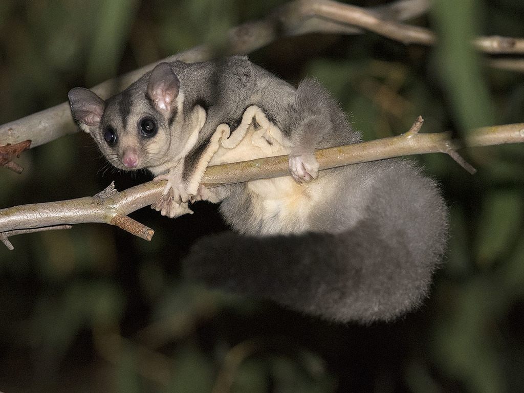 Squirrel Glider 9 Squirrel Glider