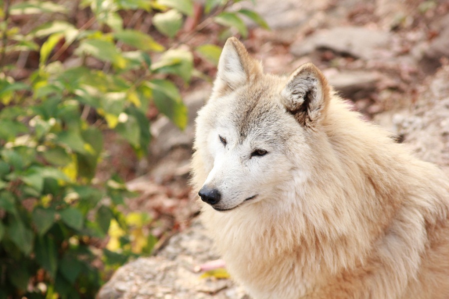 Tibetan wolf 3