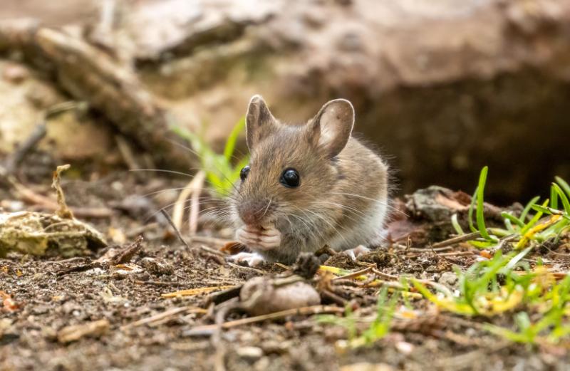 Tiny Rock Pocket Mouse