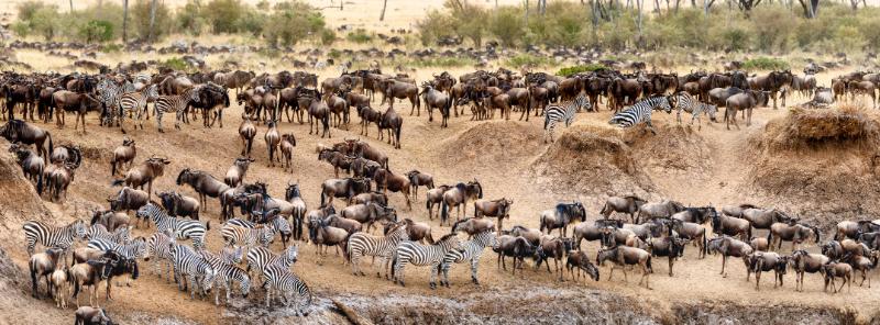 Wildebeest and Zebra Migration