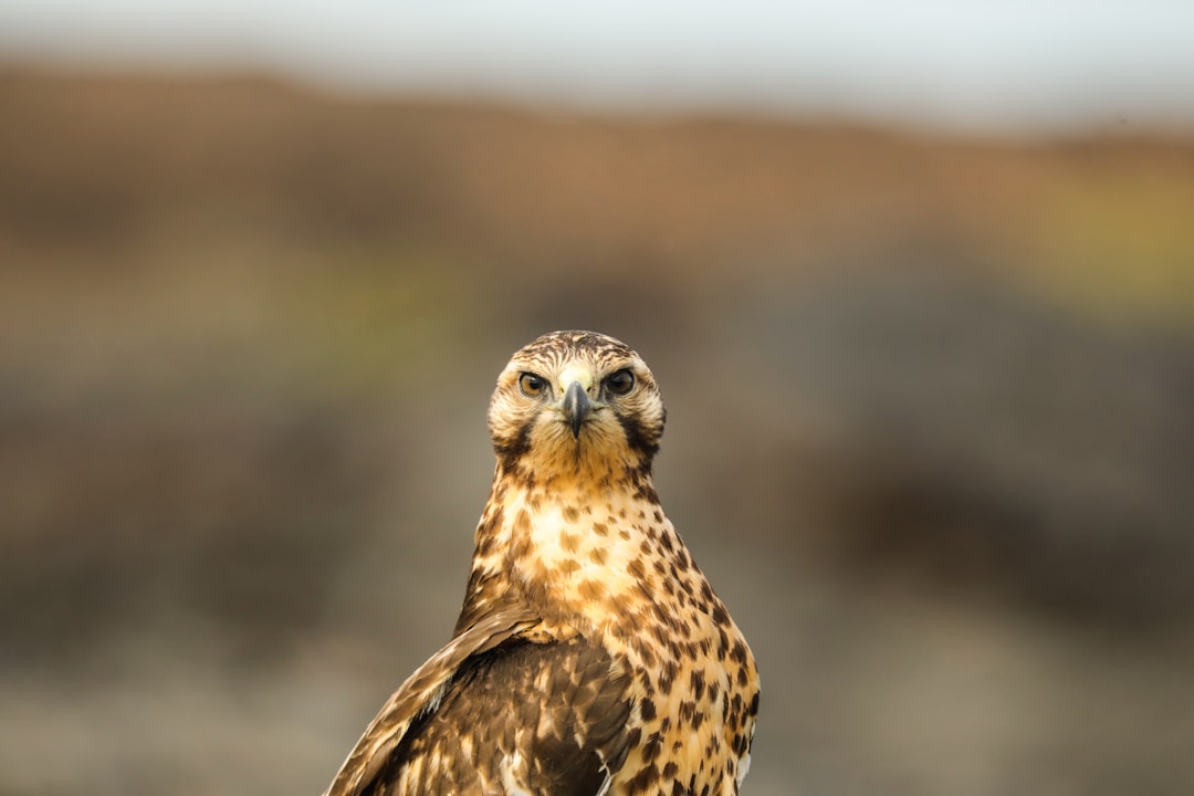 15 Adorable Animal Friendships You Never Knew Existed 1 A bird of prey sitting on a rock