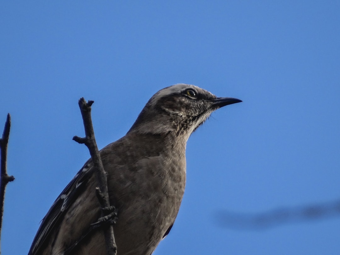7 Animals with a Zuckerberg Vibe: Mark's Look-Alikes in the Animal Kingdom 1 a bird sitting on top of a tree branch