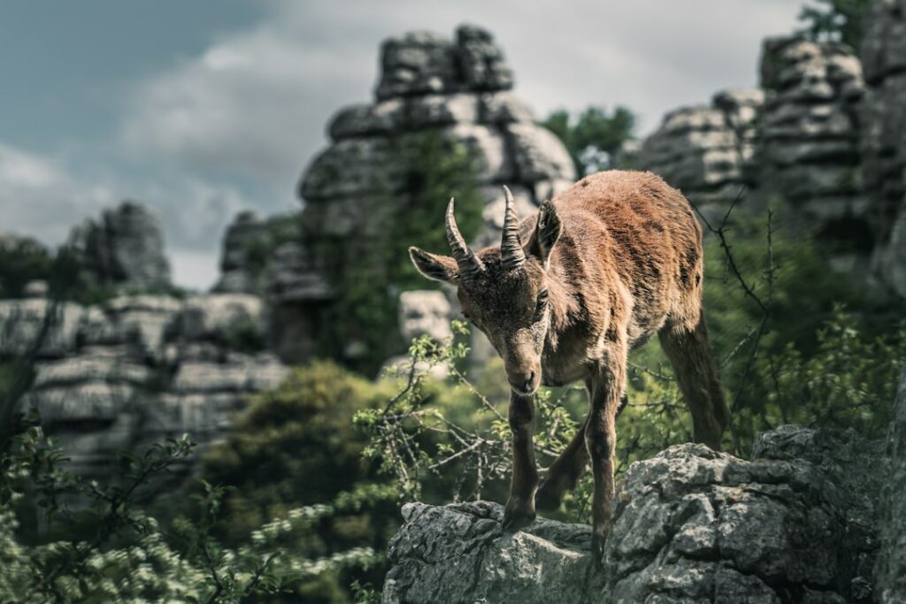 a goat standing on top of a lush green field