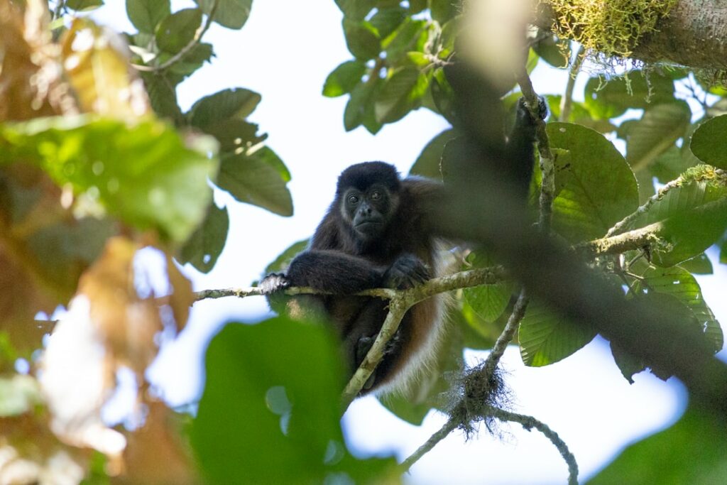 a monkey sitting on a branch in a tree