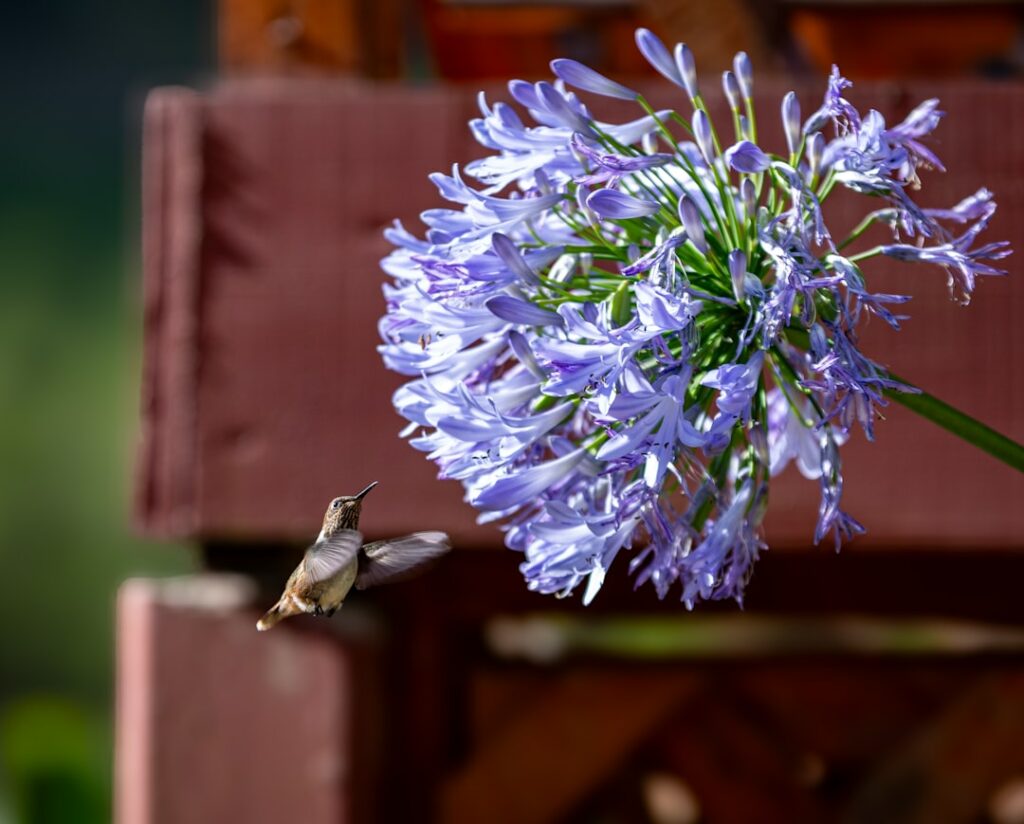 a small bird flying near a purple flower