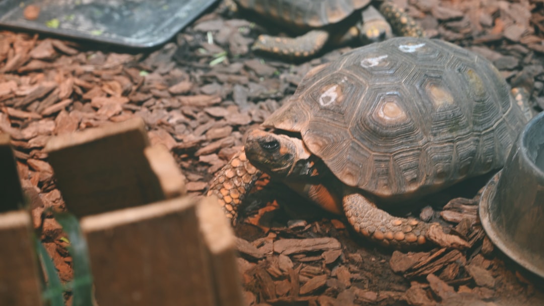 Captivating Animal Watercolor Paintings: A Stunning Collection 1 a tortoise is walking on the ground next to a bowl