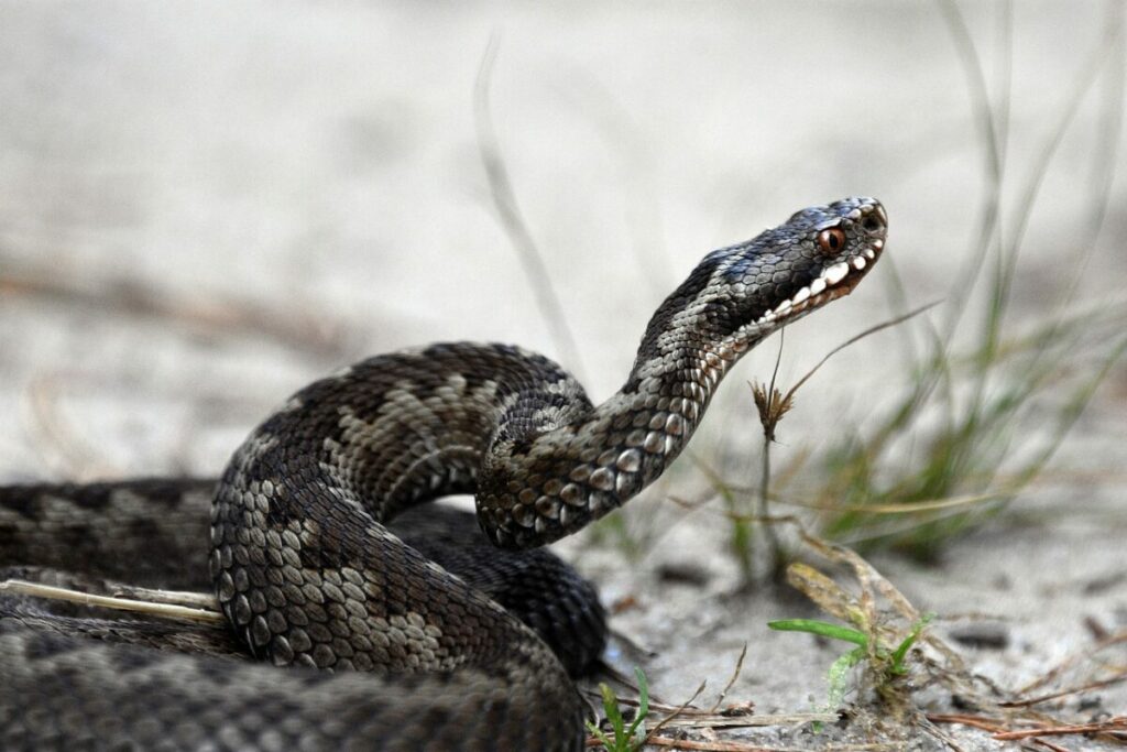 Adder snake or European Viper face close-up