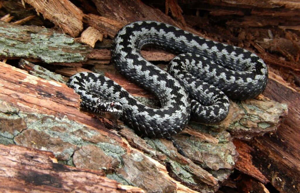 Adder snake or European Viper on a tree trunk