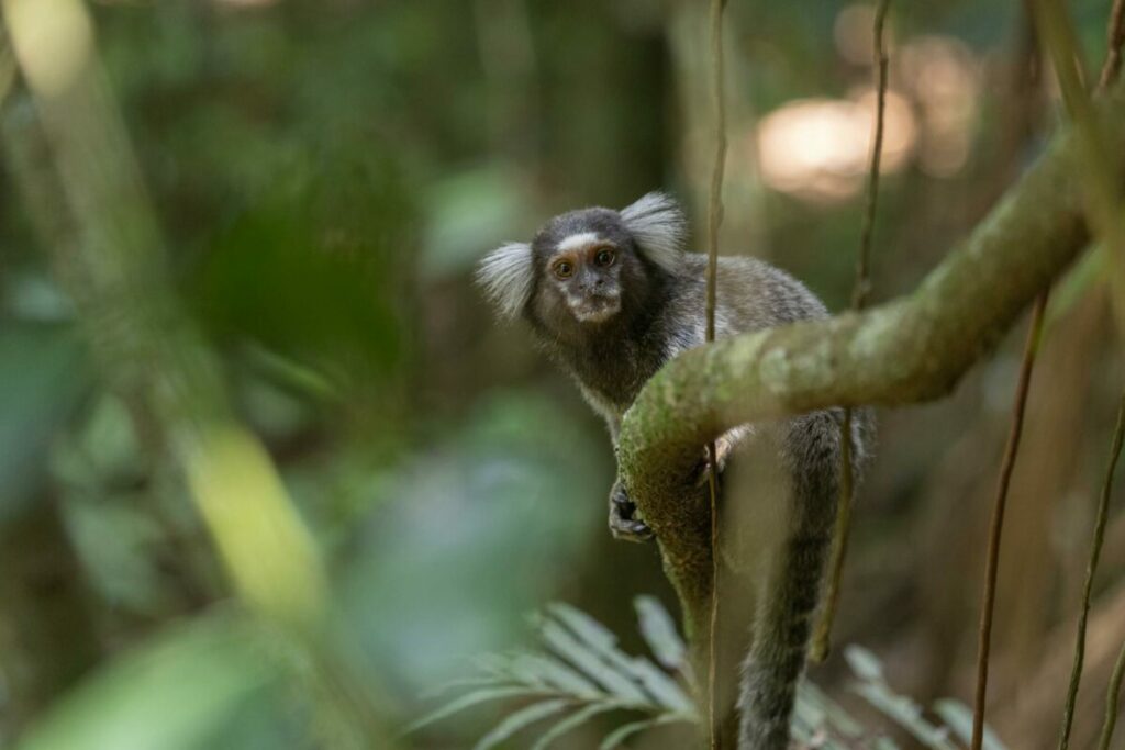 Adult pygmy marmoset hiding on a tree branch