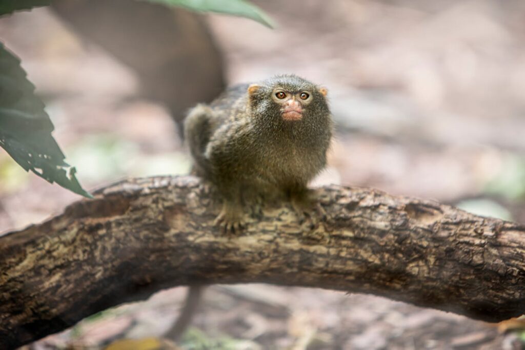 Close-up of Adult pygmy marmoset hiding on a tree branch
