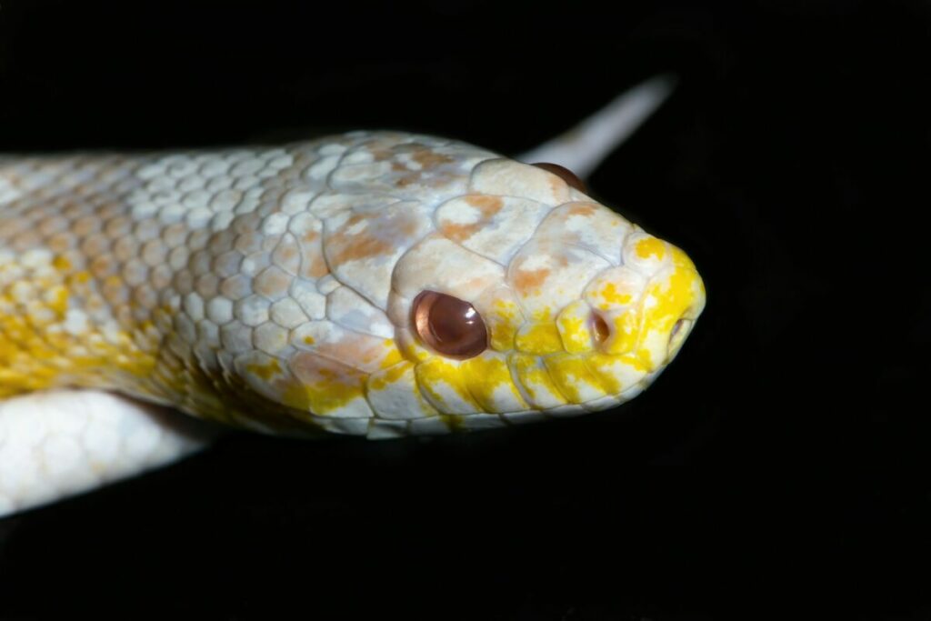 Albino Corn Snake face close-up