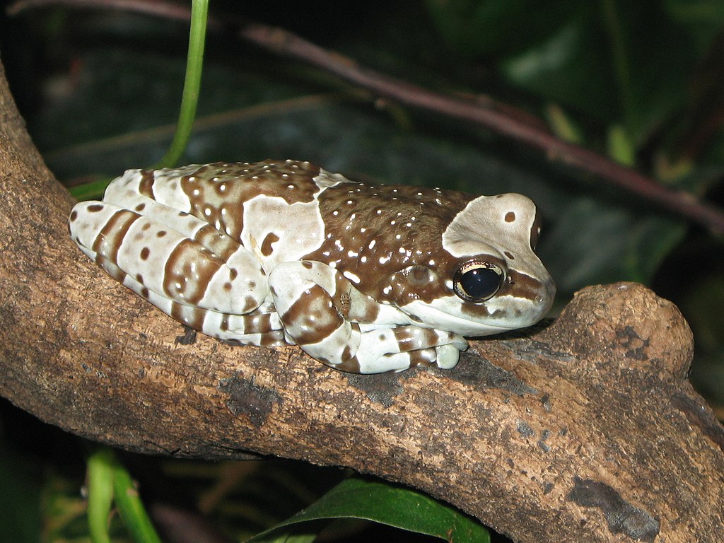Amazon Milk Frog perched on a branch with distinctive patterned skin.