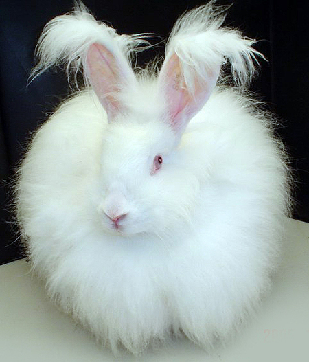 Albino angora rabbit Rabbit