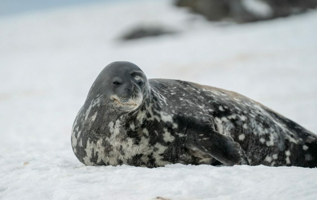 Big Seal in Antarctica
