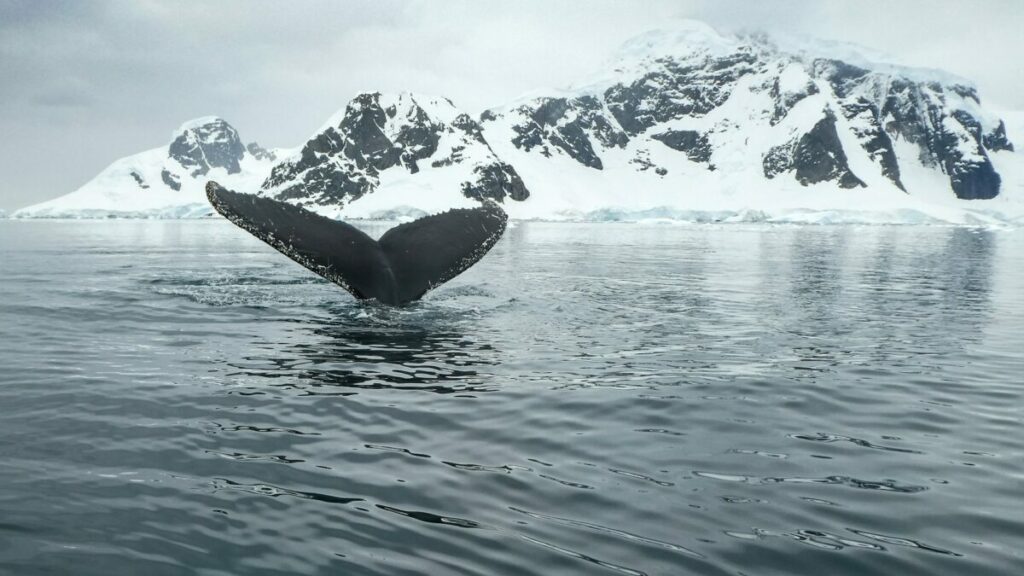 Whale Breaching in Antarctica